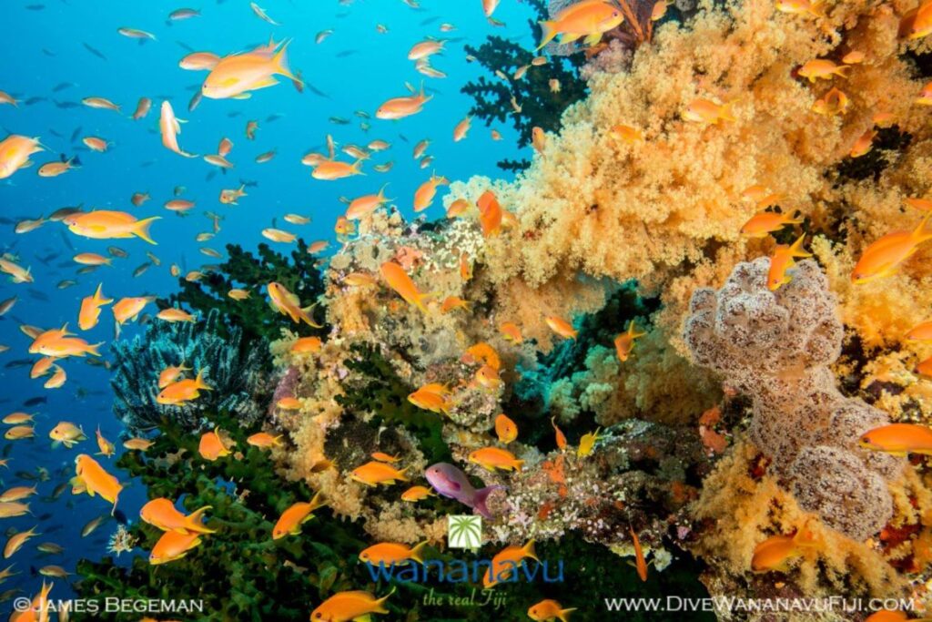 Dive Wananavu Fiji