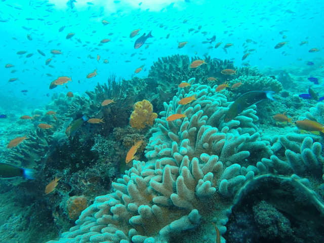 Vatu-i-Ra Passage Dive Site Report – Post TC Winston