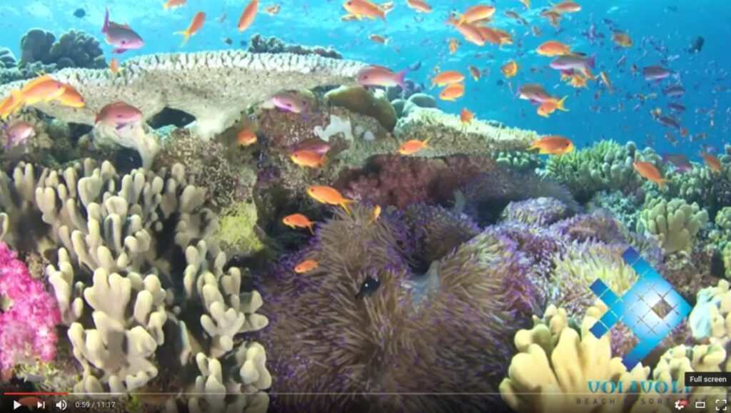 Video from Volivoli Beach Resort - Fiji
